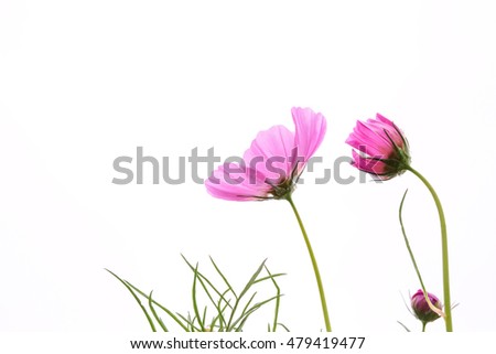 Pink Cosmos flower on white background.