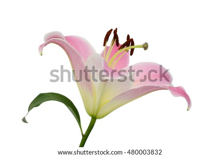 beautiful pink lily flower isolated on white