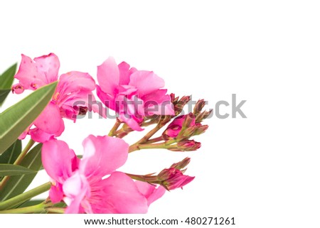 blur pink oleander flowers on white background