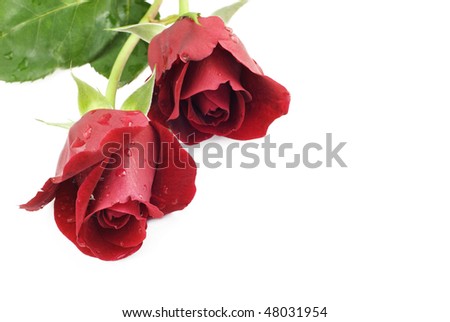 Two home grown red roses on a white horizontal background with copy space, great for Valentine's Day or Mother's Day, selective focus