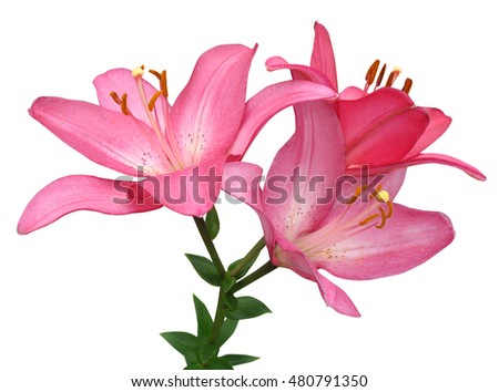 Pink lily isolated on a white background.