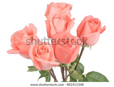 Pink roses bouquet in white background