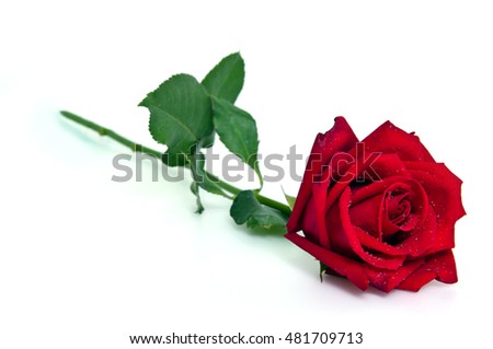Beautiful red roses on white background with paper card