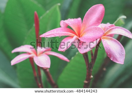 pink plumeria flowers in the garden
