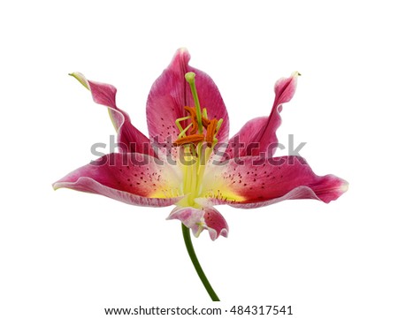 Closeup of pink lily flower isolated on white background