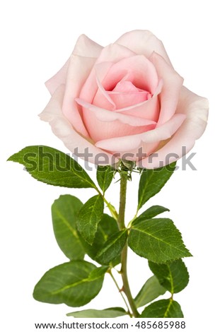 Pink flower of rose, isolated on white background