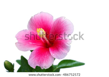 Hibiscus flower white isolated background.