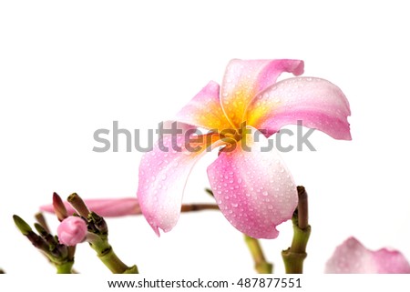 Plumeria, Frangipani, Leelawadee (thai name) flowers. (jagged petals).
