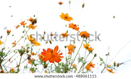 Orange Cosmos / Cosmos announcing the autumn flowers bloom and a field.