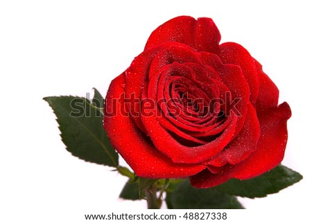 Red rose with water drops on a studio white background.