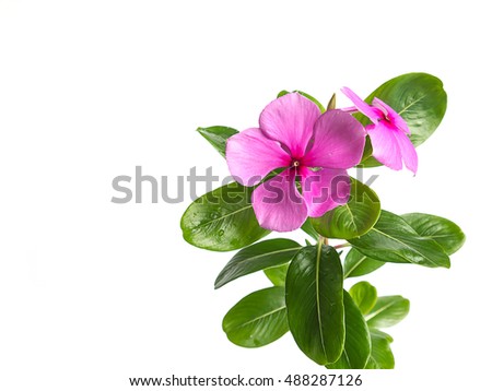 Catharanthus roseus flowers