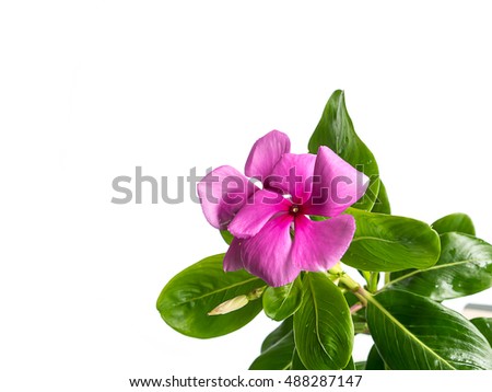 Catharanthus roseus flowers