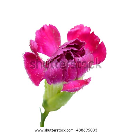 Closeup of purple carnation flower isolated on white background