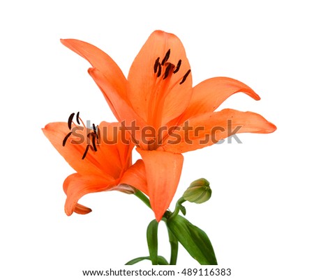Single orange Asian lily flower isolated on white