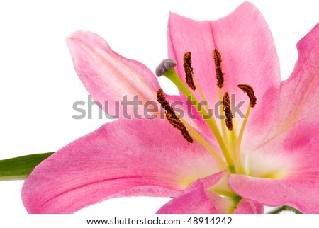 Pink lily on a white background