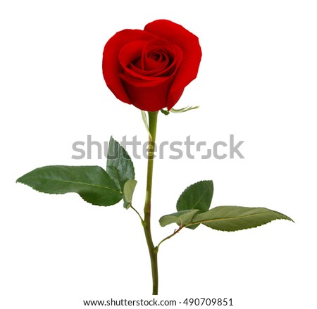 Bunch of rose flowers on white background