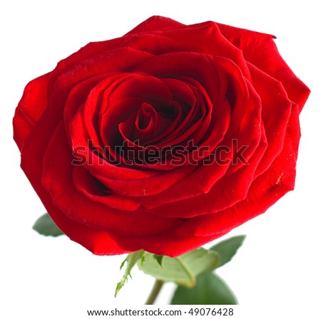 Red rose with green leaves. Isolation on white background. Shallow DOF