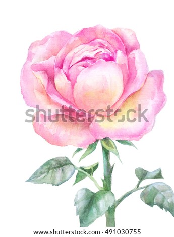 pink blooming rose in watercolor isolated on a white background. Hand drawing flower garden. Bright, realistic botanical illustration