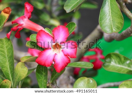 desert rose red and drip water flower on tree or Impala Lily beautiful red adenium in the garden  :Select focus with shallow depth of field.