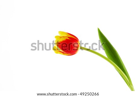 Beautiful tulip in full bloom