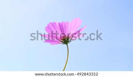 Beautiful Pink  Cosmos Flower  with blue sky.