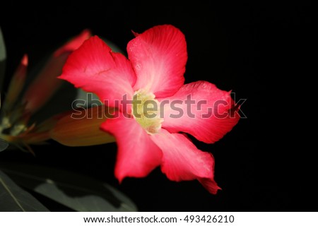 Close up of Pink Desert rose flowers