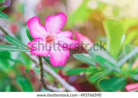 Soft Focus of Pink azalea flowers with Sunlight Bokeh Background after rain. with copy space.