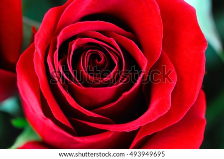 closeup on red rose