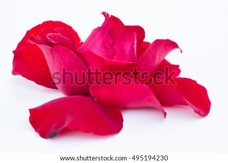 Red petals rose on white background