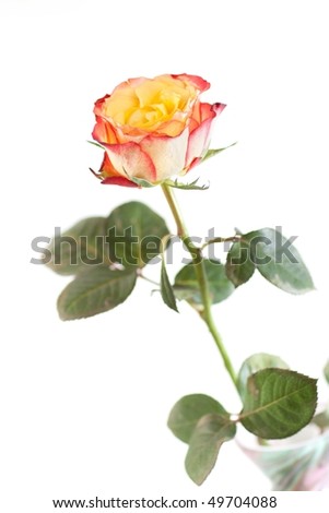 Detail of beautiful tender rose