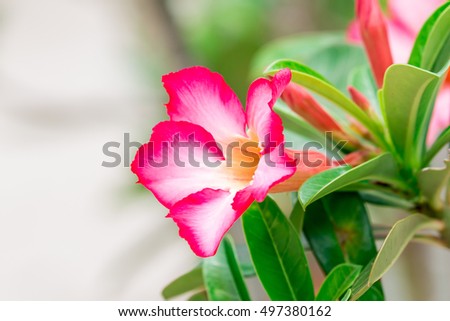 Azalea flowers isolated on background