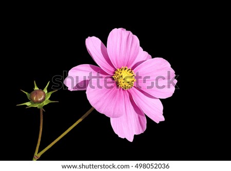 Light pink flower Cosmos macro isolation on black