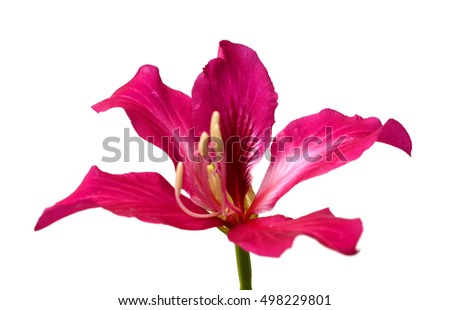 Orchid tree flower isolated on the white background
