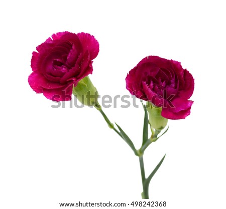 beautiful purple carnation flowers isolated on white background