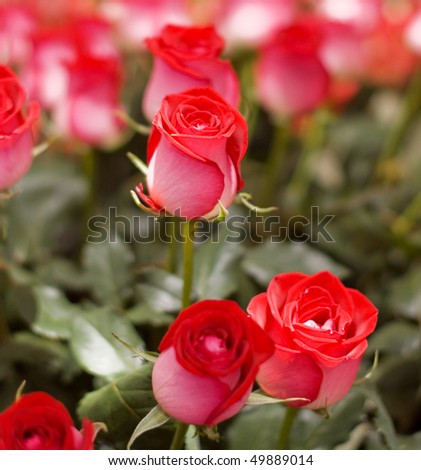 The big bouquet of red roses
