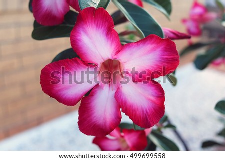 Desert Rose / Adenium Obesum
