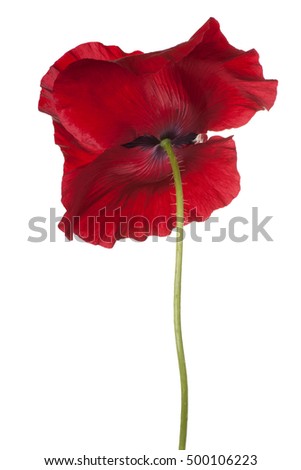 Studio Shot of Red Colored Poppy Flower Isolated on White Background. Large Depth of Field (DOF). Macro.
