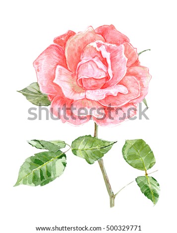 pink rose flower for your design. watercolor painting