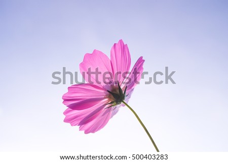 Cosmos flower with blue sky.