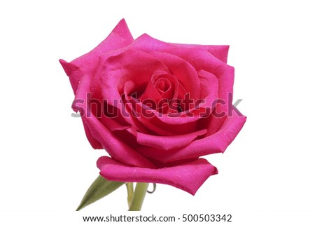Flower pink rose close up. Isolated on white.