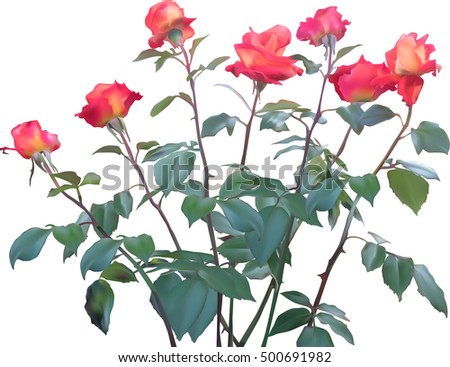 illustration with briers and roses isolated on white background