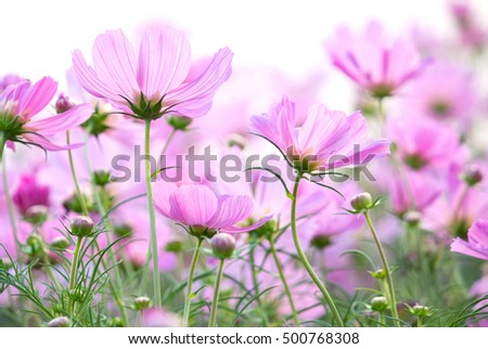 cosmos flowers isolated on white background