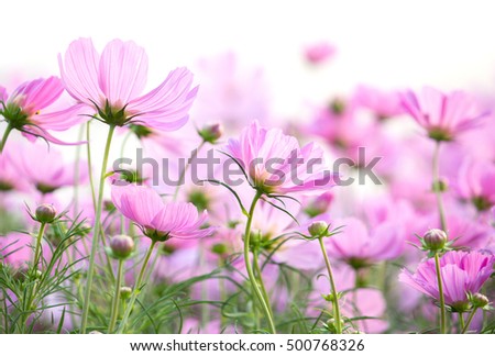 cosmos flowers isolated on white background