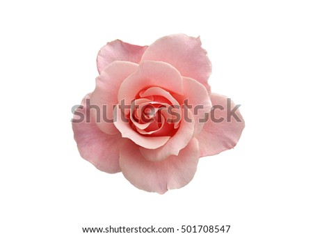 
Rose on a white background