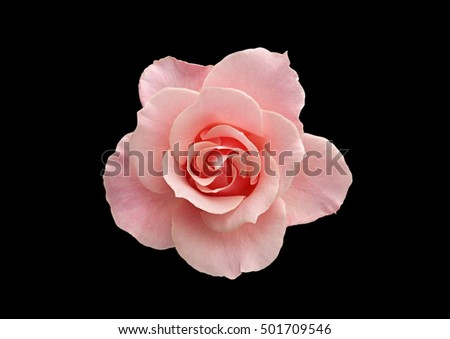 Rose on a black background