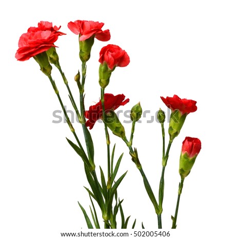 Red carnation bunch