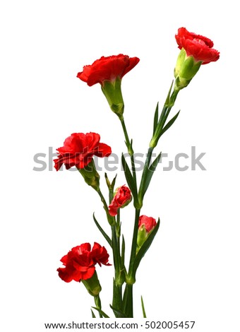 Red cloves flower closeup isolated on white