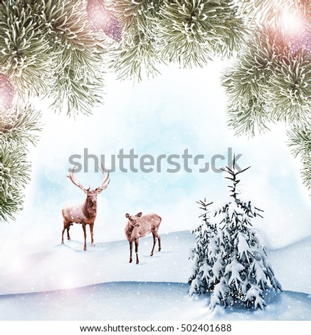 Snow covered trees. deer