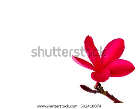 Red frangipani (plumeria) flowers on white background