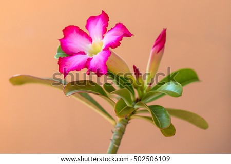 Impala Lily, Desert Rose, Mock Azalea, Pinkbignonia